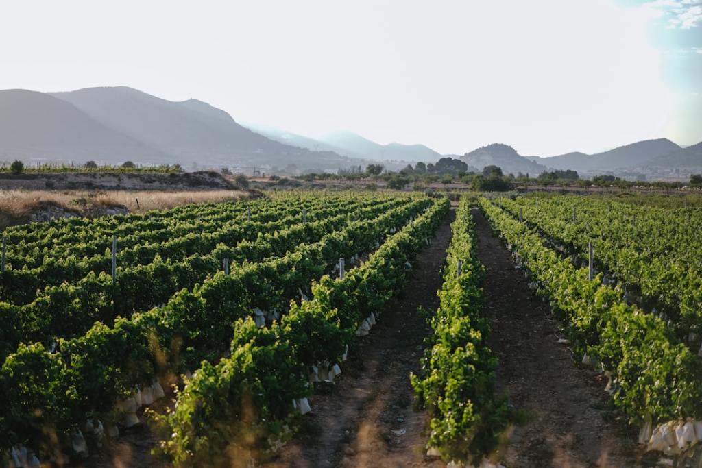 Mercado de Bodegas regresa el 14 de junio con su oferta enológica&nbsp;integral
