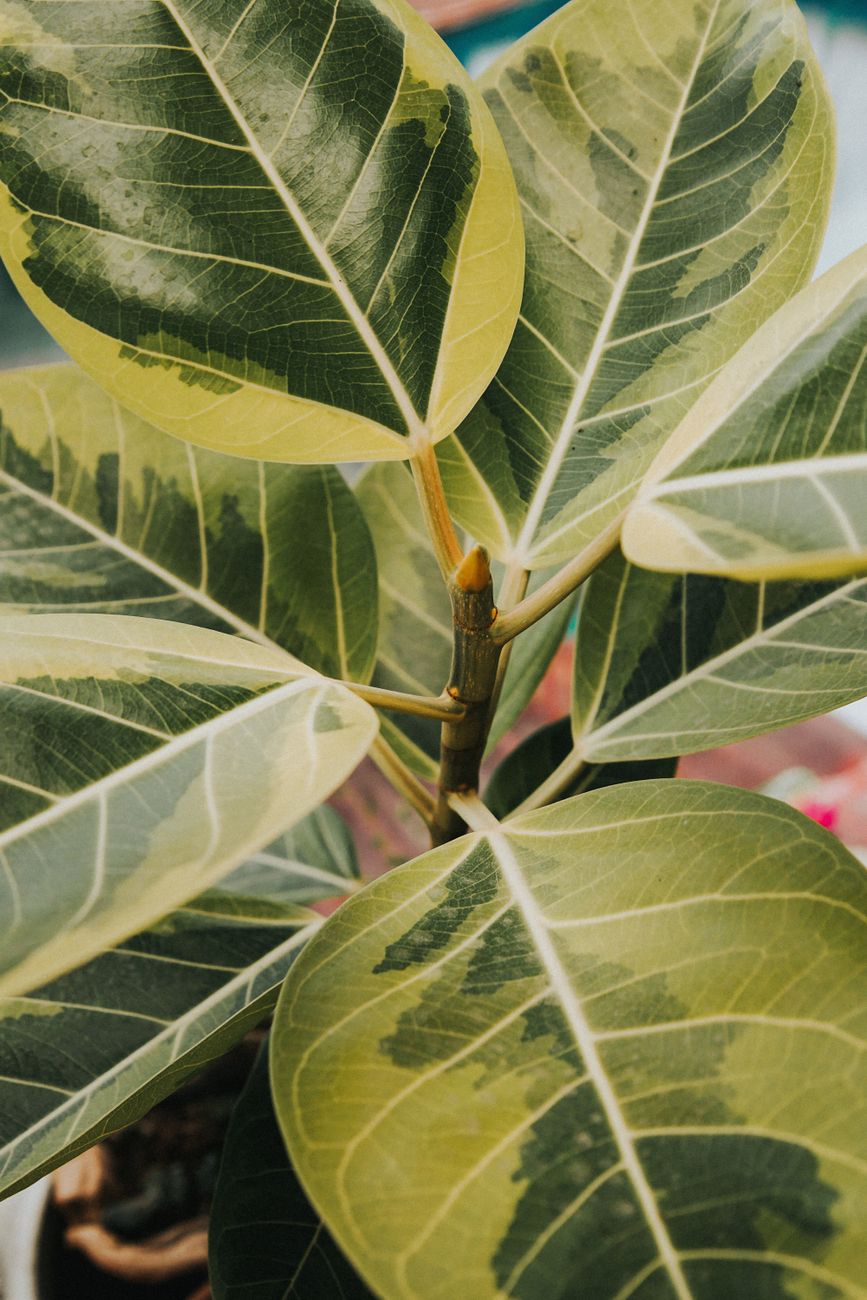 Señales bajo tierra: el amarillo en el ficus que pide una maceta&nbsp;nueva