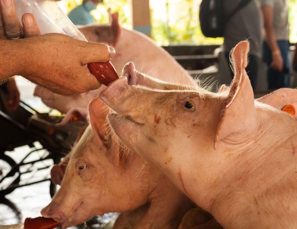 Los precios hacen que la carne de cerdo avance sobre la&nbsp;vacuna